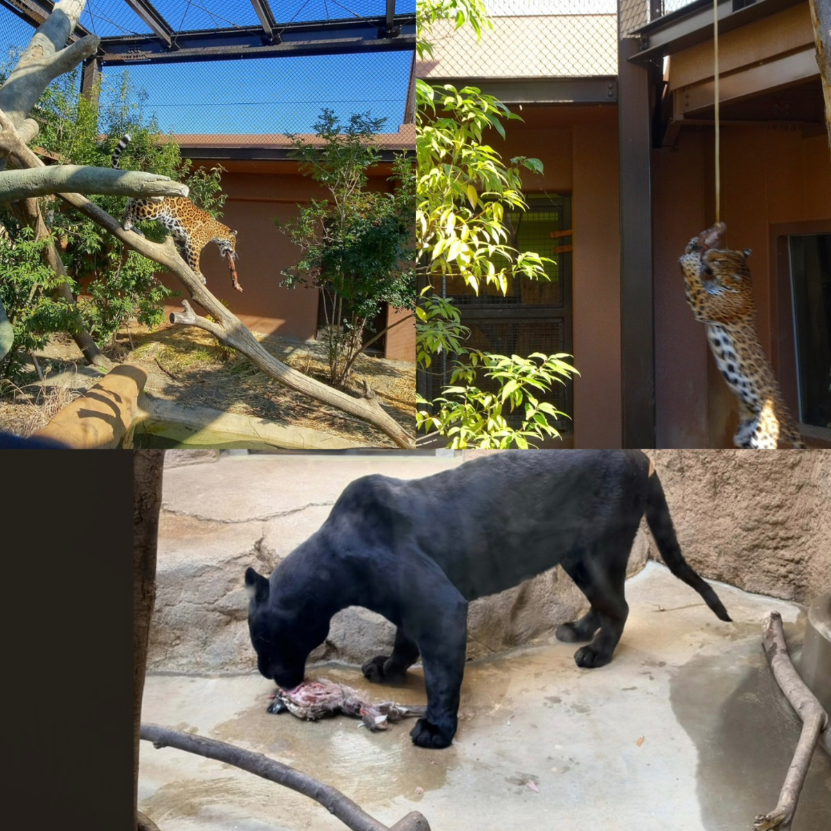 日立市かみね動物園